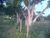 Terreno, 1000 m² - Foto 7