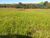 Fazenda, 2 quartos - Foto 3