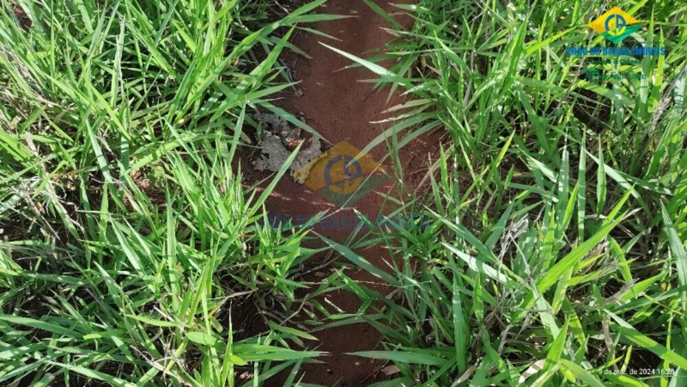 Chácara, 1 quarto - Foto 3