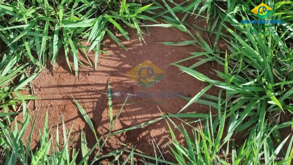 Chácara, 1 quarto - Foto 2