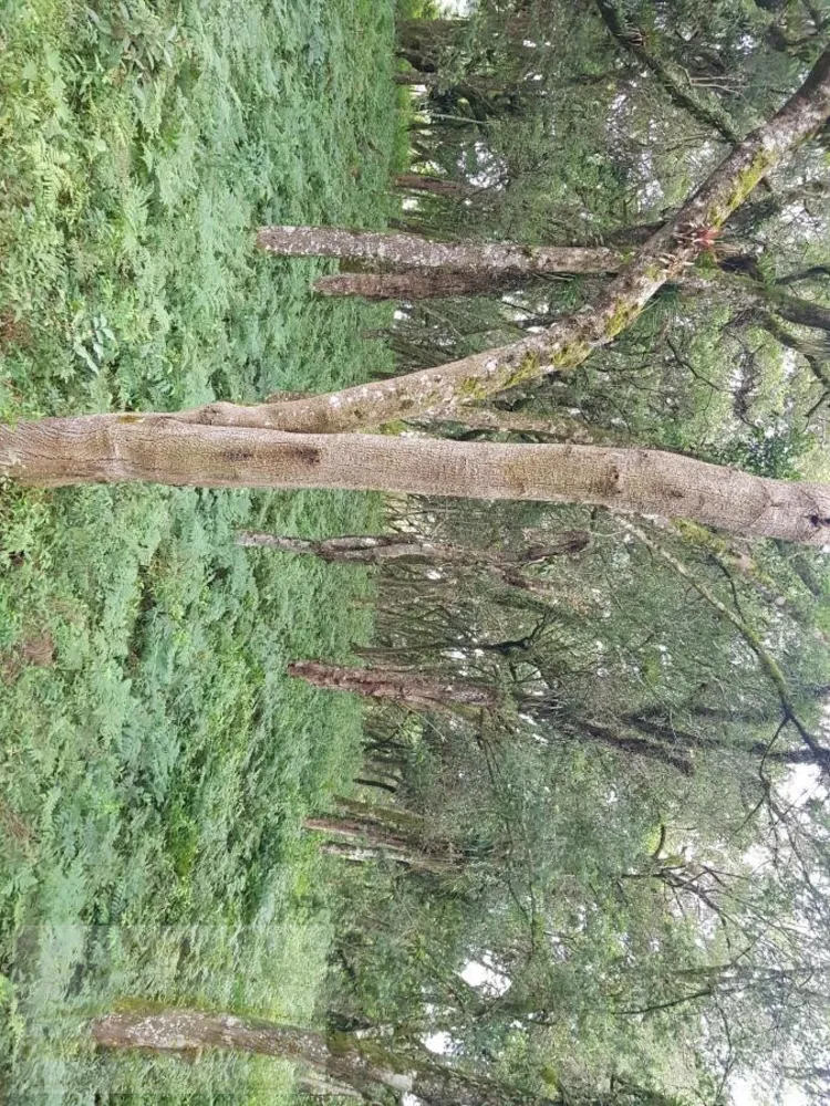 Sítio, 4 quartos, 2 hectares - Foto 3