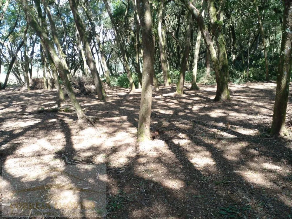 Terreno, 2 hectares - Foto 4