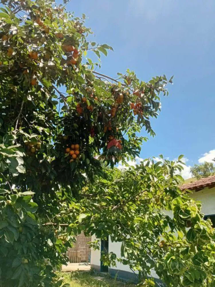 Chácara, 2 quartos, 2 hectares - Foto 4