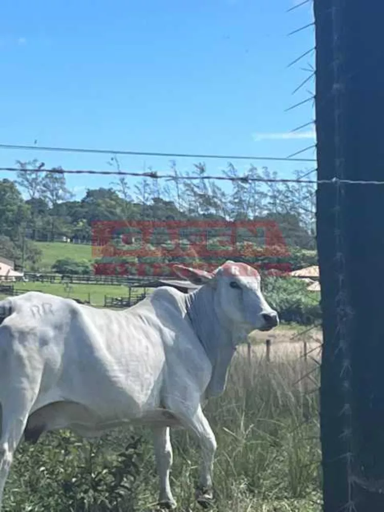 Fazenda, 252 hectares - Foto 10