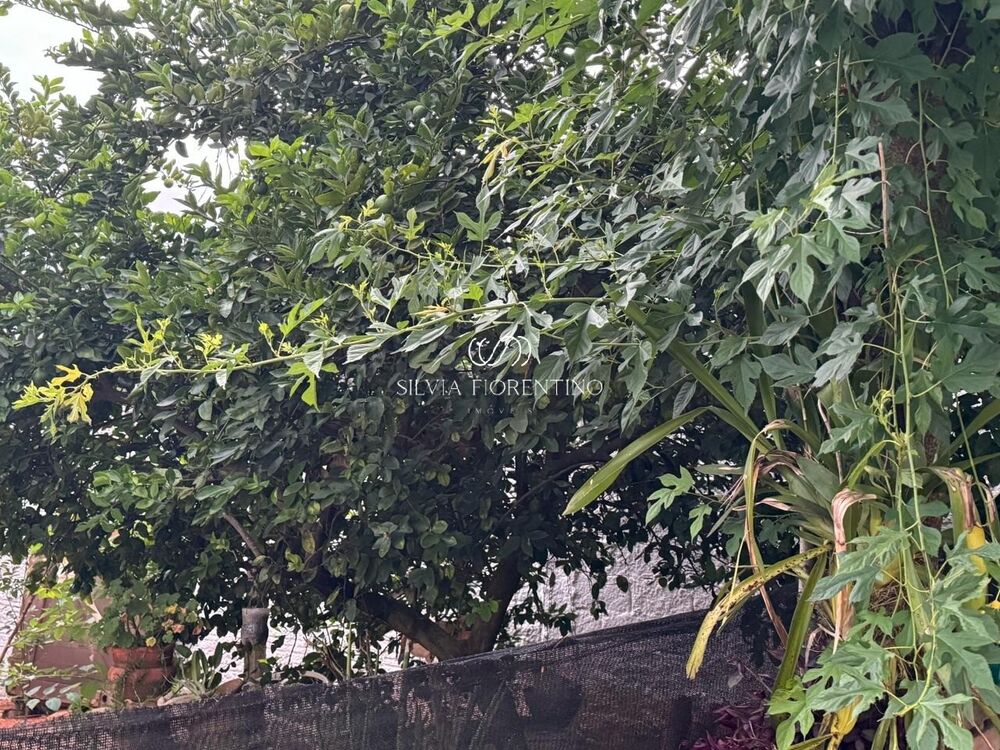 Casa, 4 quartos, 880 m² - Foto 6