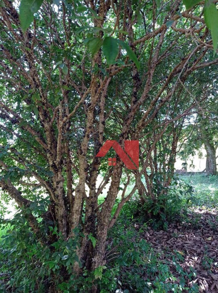 Chácara, 3 quartos, 3296 m² - Foto 19