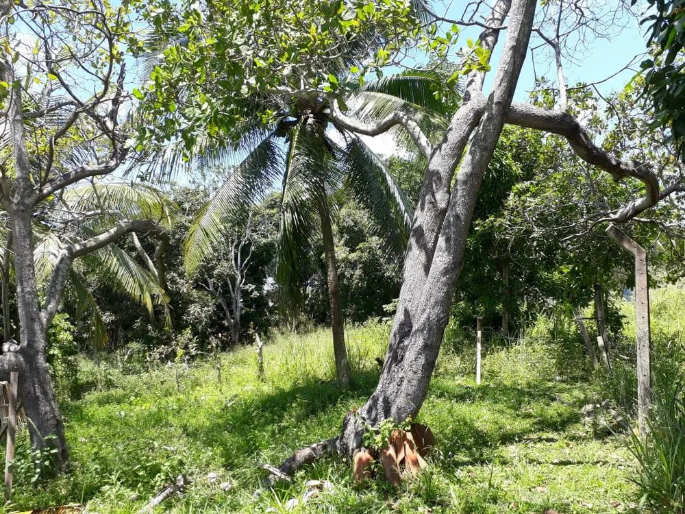 Sítio, 4 quartos, 2 hectares - Foto 14