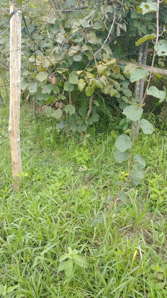 Chácara, 3 quartos - Foto 5