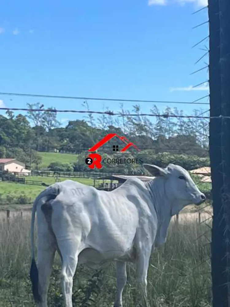 Fazenda, 249 hectares - Foto 8
