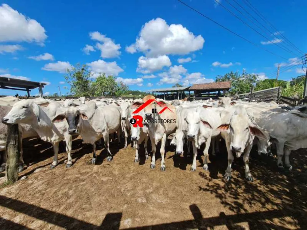 Fazenda, 249 hectares - Foto 14