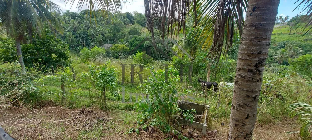Sítio, 5 quartos, 6 hectares - Foto 14