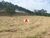 Terreno, 17 hectares - Foto 7