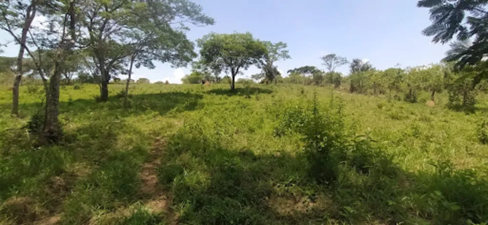 Terreno, 4 hectares - Foto 7
