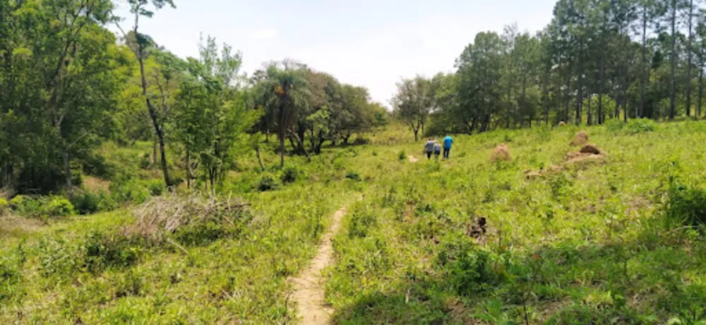 Terreno, 4 hectares - Foto 15