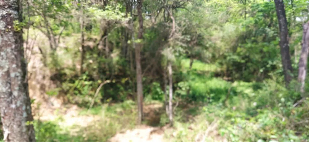 Terreno, 4 hectares - Foto 4