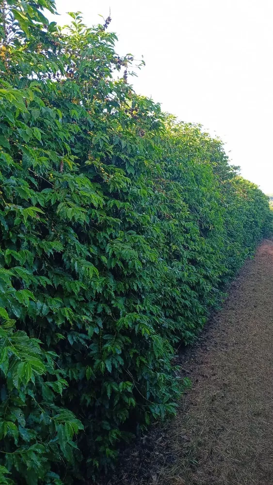 Fazenda, 239 m² - Foto 1
