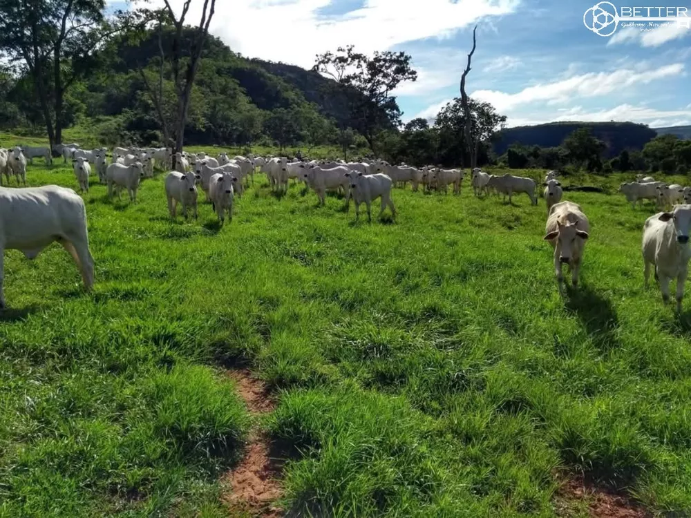 Fazenda-Sítio-Chácara, 2508 m² - Foto 1