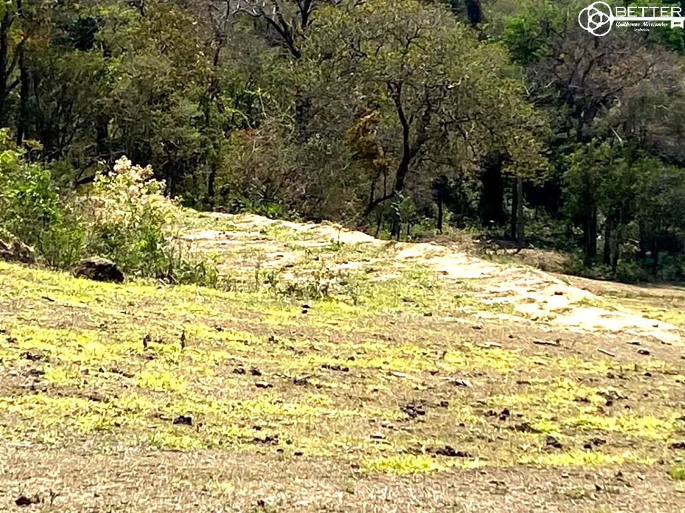 Terreno, 2 hectares - Foto 8