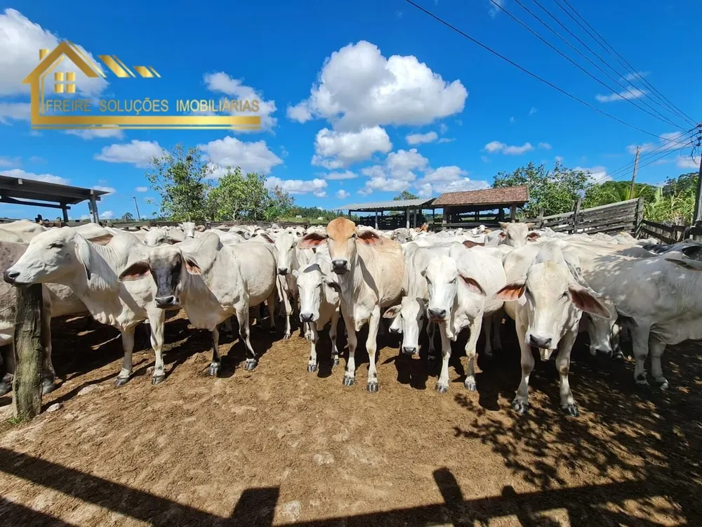Fazenda, 126 hectares - Foto 3