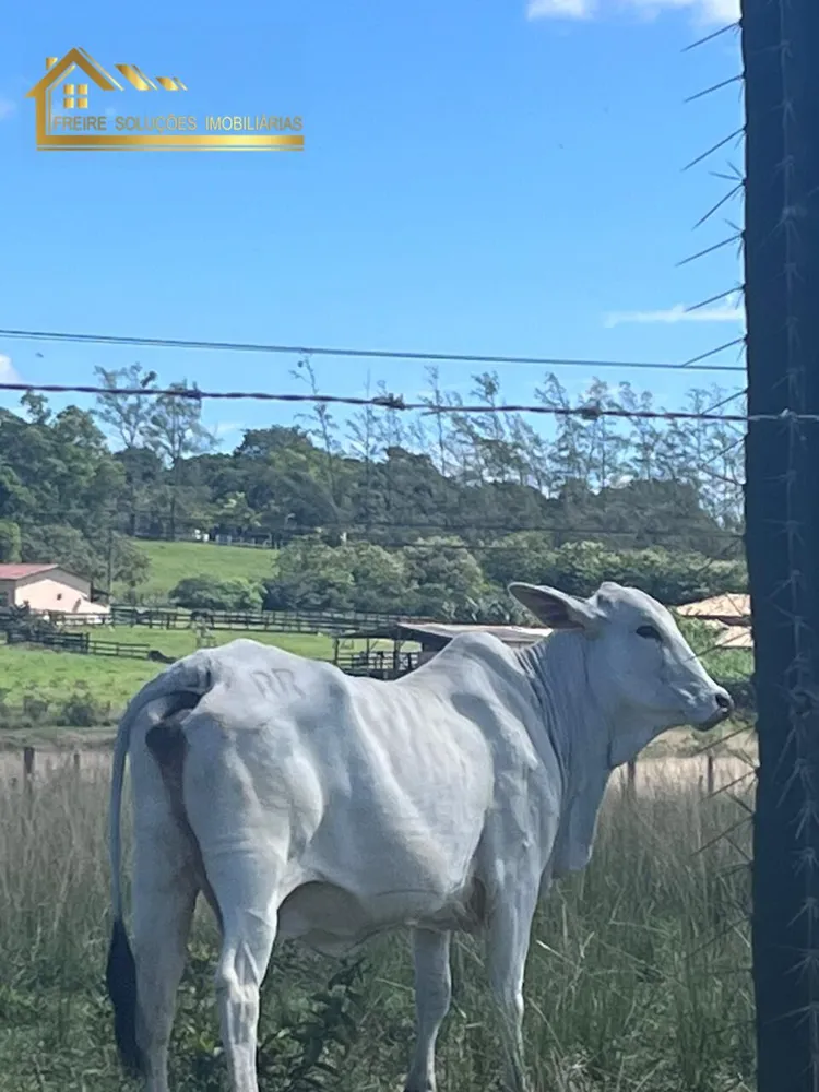 Fazenda, 126 hectares - Foto 41