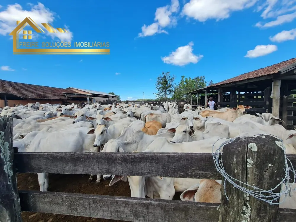 Fazenda, 126 hectares - Foto 28