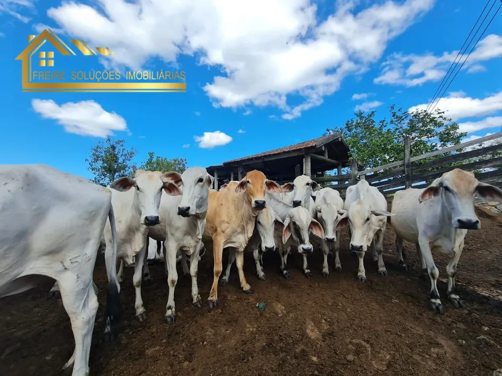 Fazenda, 126 hectares - Foto 27