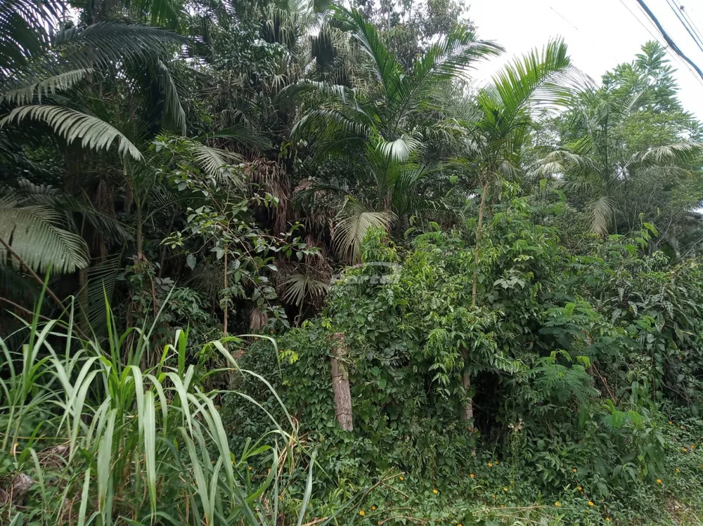 Terreno, 4 hectares - Foto 6
