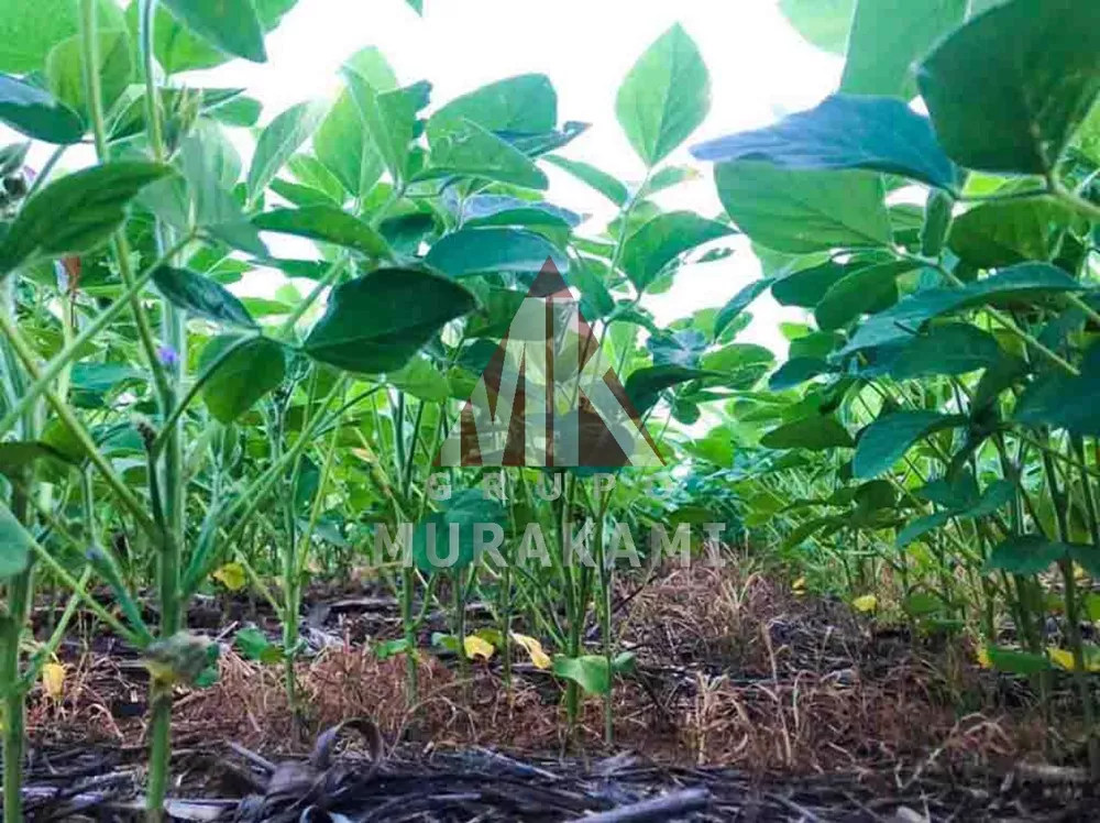 Fazenda, 4 hectares - Foto 4