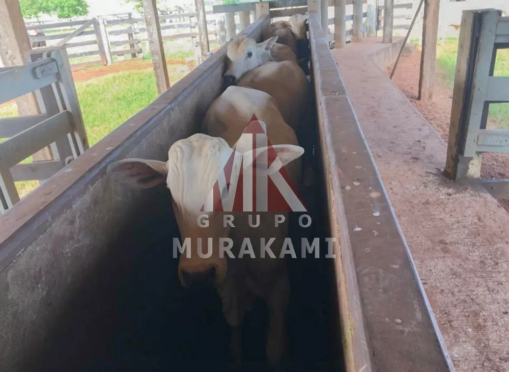 Fazenda, 250 m² - Foto 4