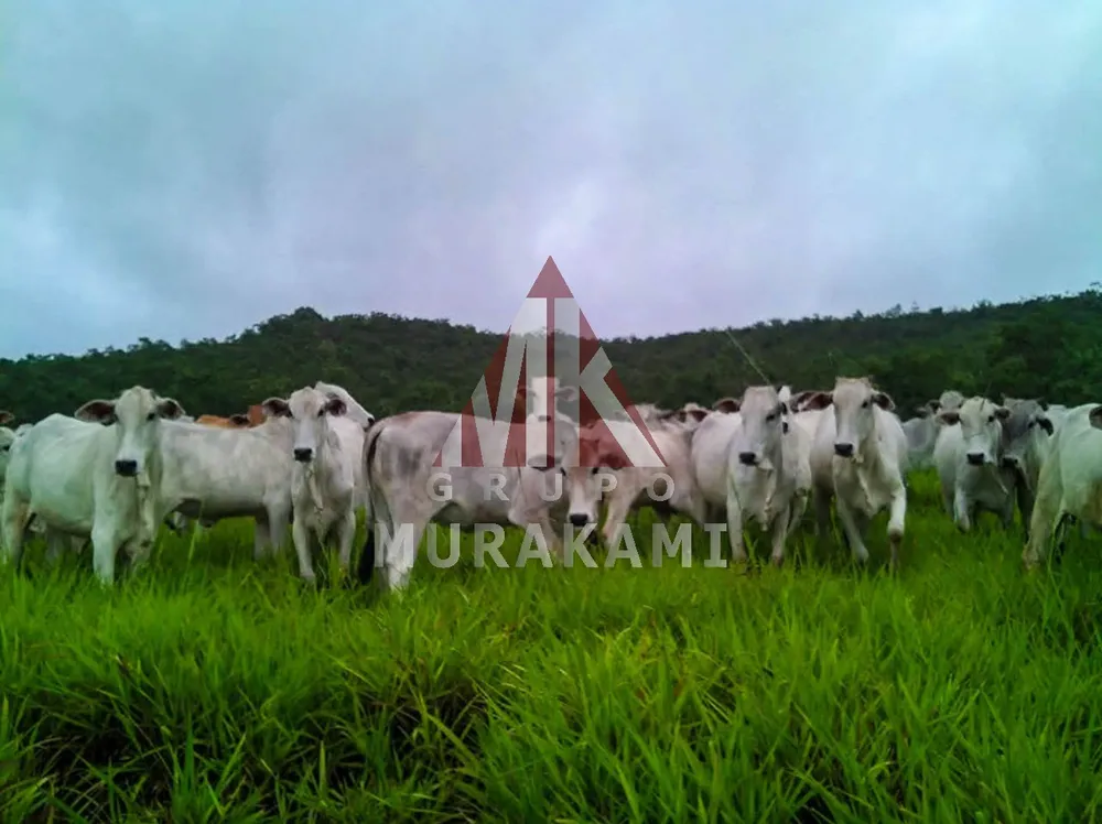 Fazenda, 10000 m² - Foto 12