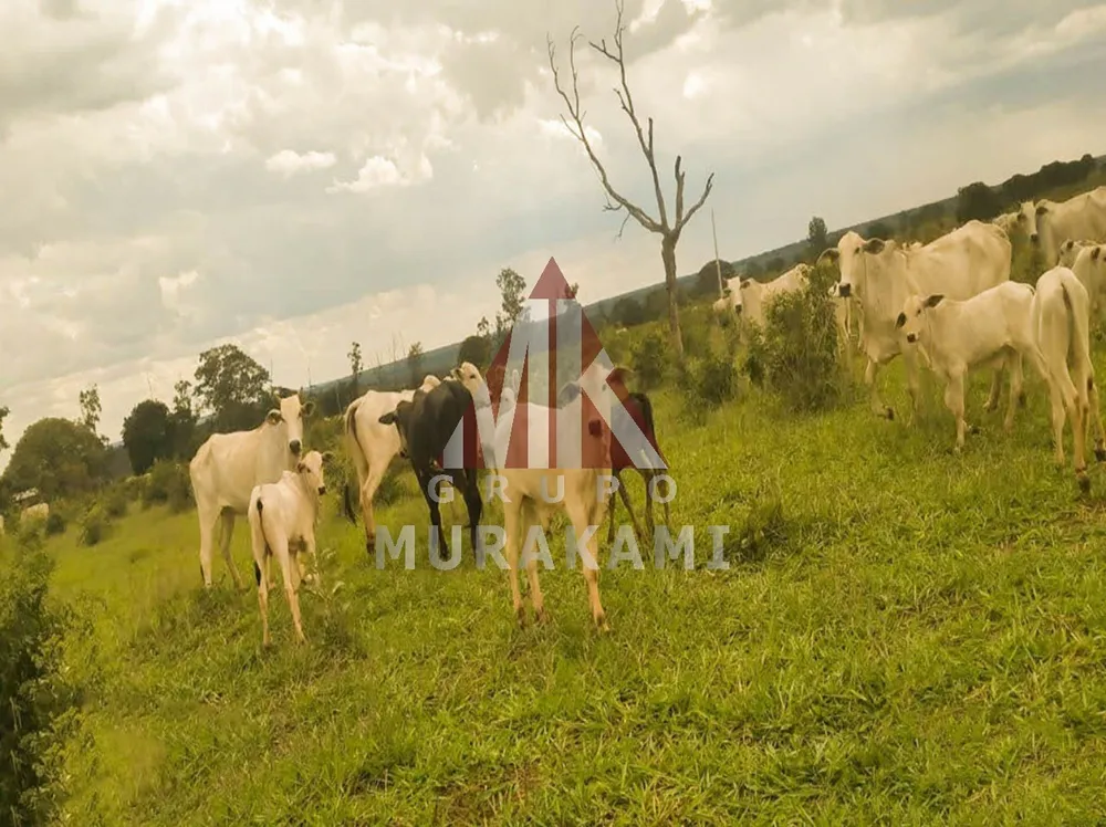 Fazenda, 323 m² - Foto 5