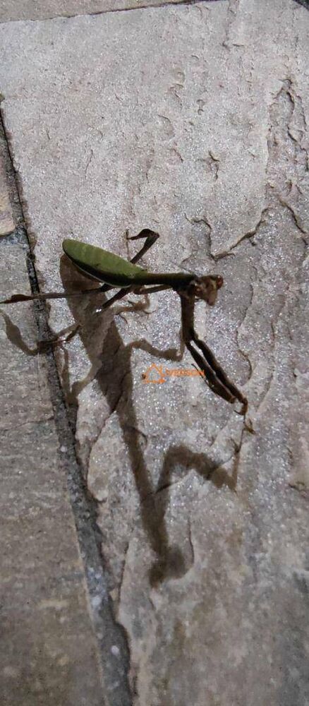 Chácara, 3 quartos, 2 hectares - Foto 16