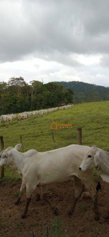 Fazenda, 266 hectares - Foto 6