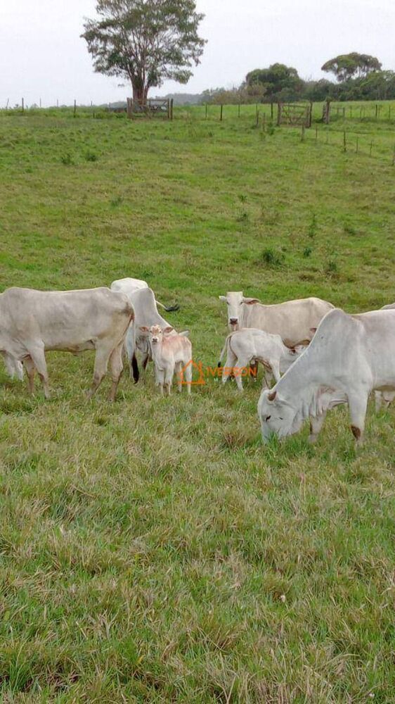 Fazenda, 266 hectares - Foto 7