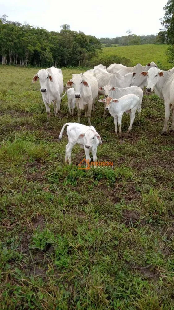 Fazenda, 266 hectares - Foto 8