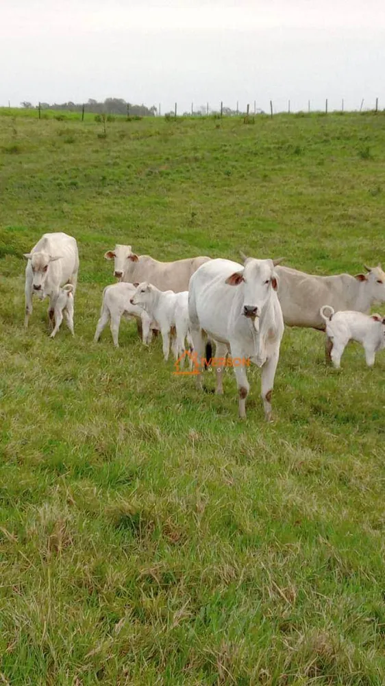 Fazenda, 266 hectares - Foto 16