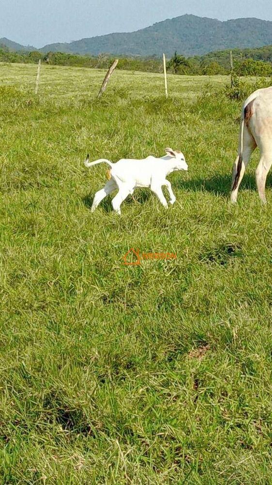 Fazenda, 266 hectares - Foto 3