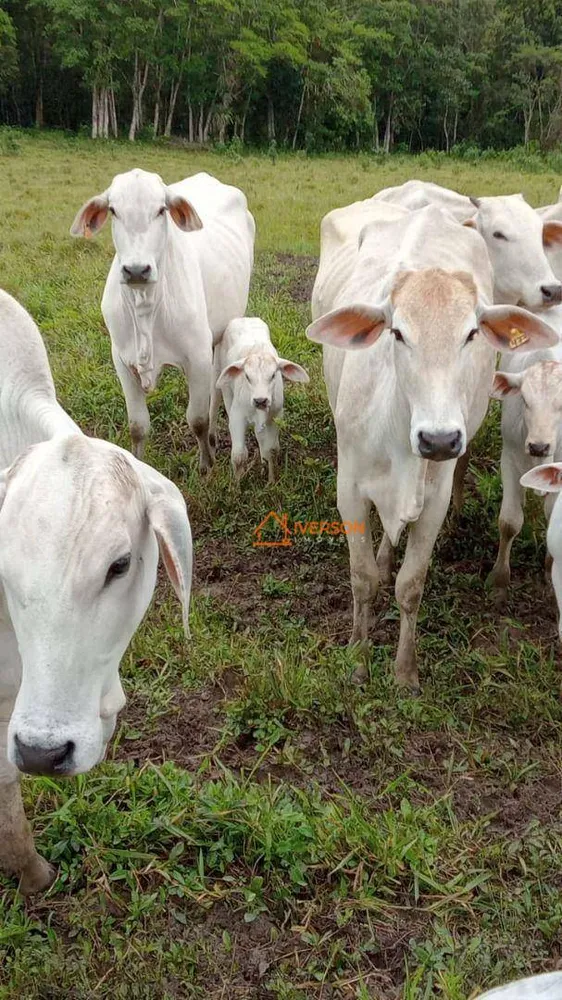 Fazenda, 266 hectares - Foto 3