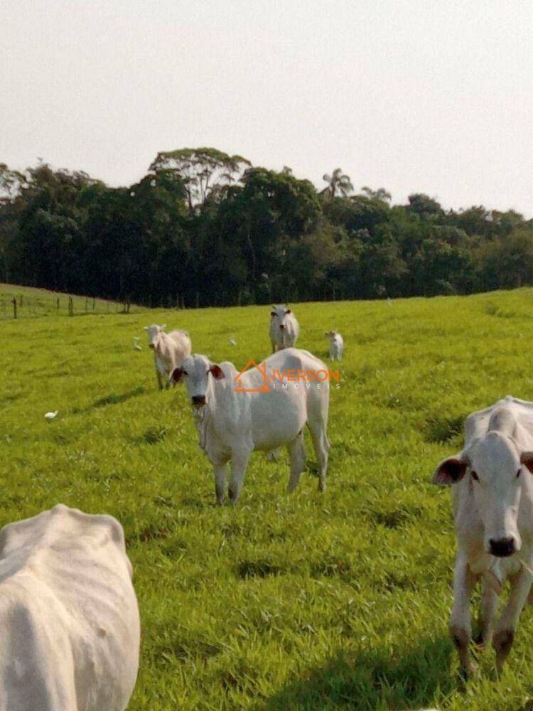 Fazenda, 266 hectares - Foto 11