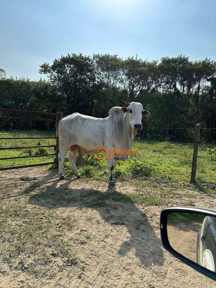 Fazenda, 61 hectares - Foto 9