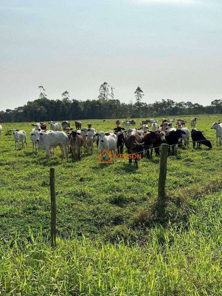 Fazenda, 61 hectares - Foto 2