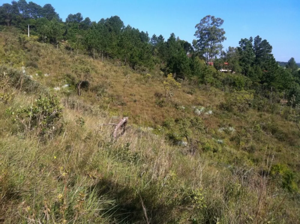 Terreno à venda, 5000m² - Foto 3