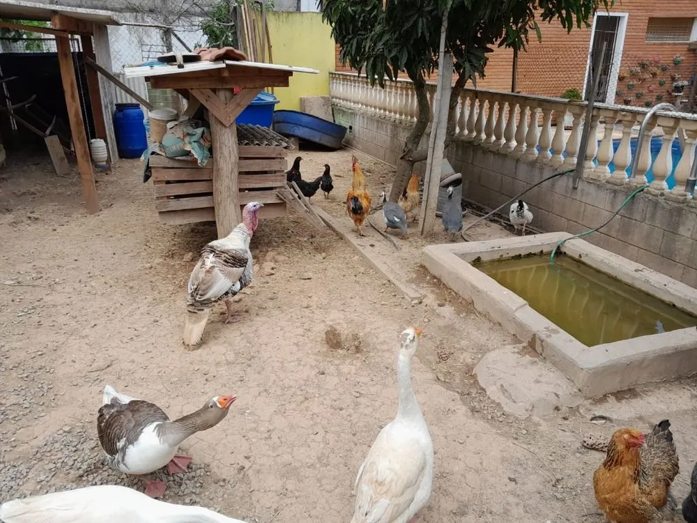 Chácara, 4 quartos, 1500 m² - Foto 55