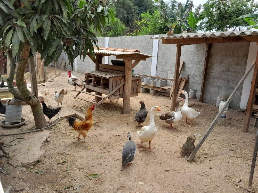 Chácara à venda com 4 quartos, 1500m² - Foto 48