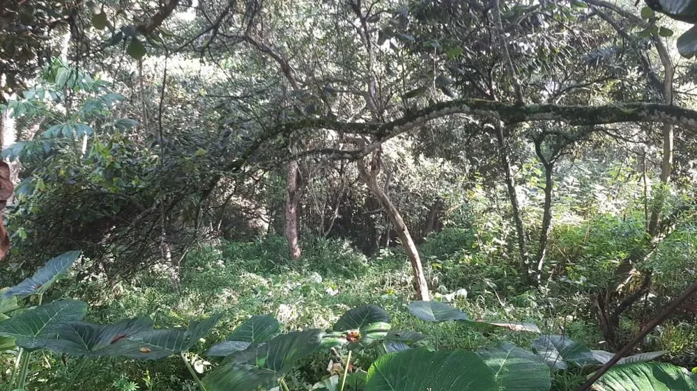 Terreno, 2000 m² - Foto 3