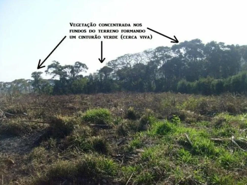 Terreno, 6000 m² - Foto 7