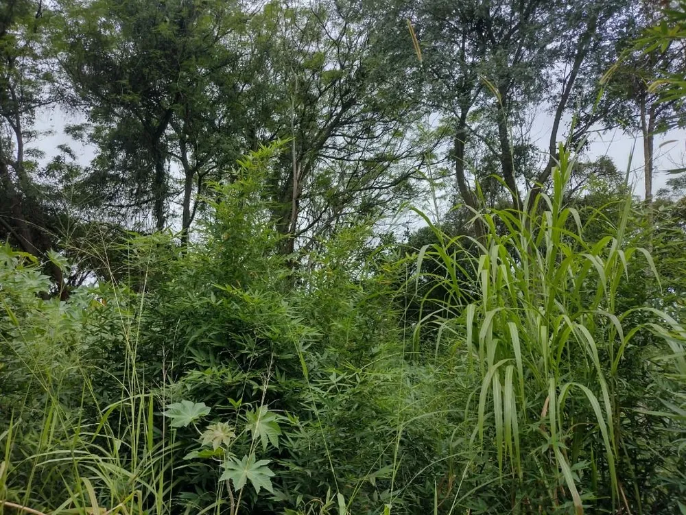 Terreno, 2162 m² - Foto 6
