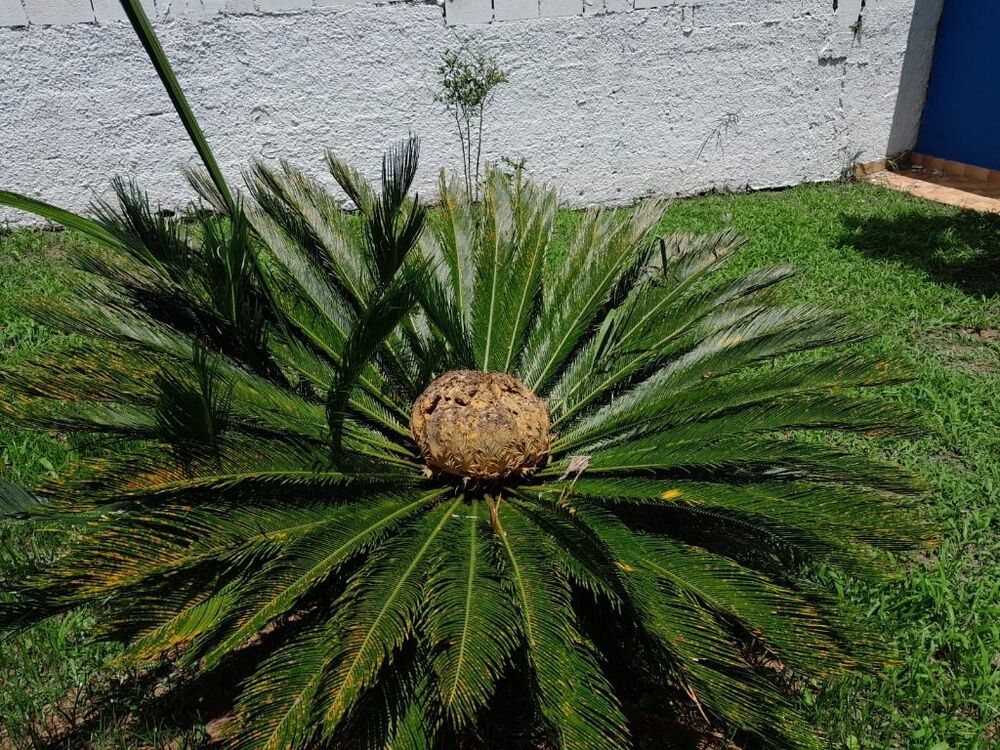 Chácara, 3 quartos, 1000 m² - Foto 47