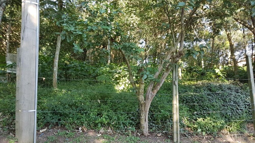 Terreno, 10000 m² - Foto 4