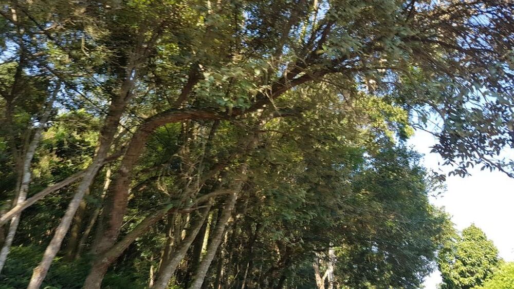 Terreno, 10000 m² - Foto 2